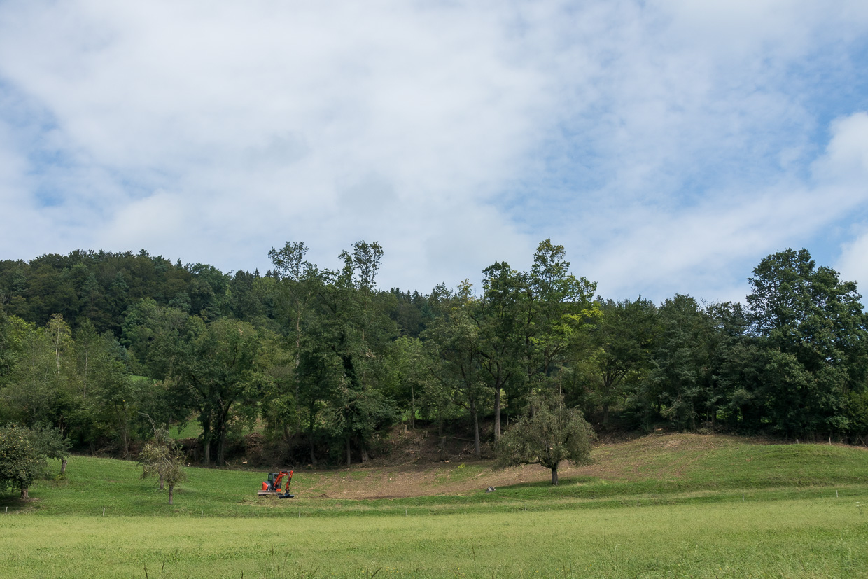 Gestutzte Baumhecke