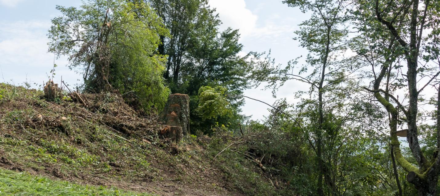 Die Hecke wurde zurechtgestutzt